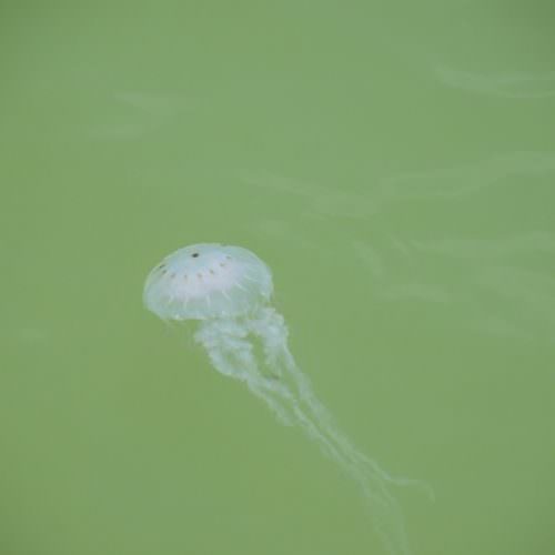 Jellyfish 077