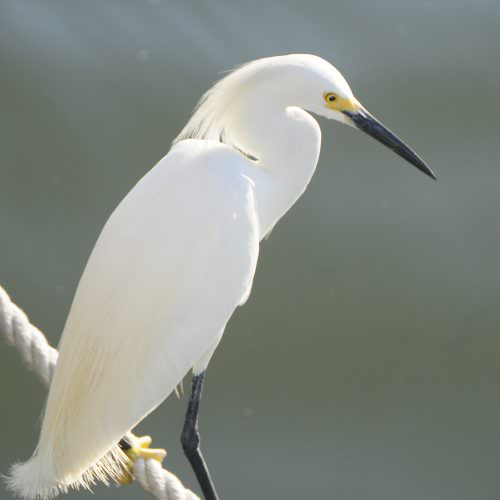 Snowy Egret Lighthouse 005