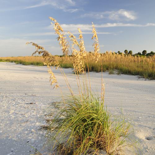 Sunrise light CayoCosta sea oats