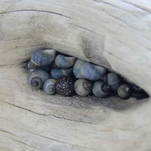 photo_driftwood_shells