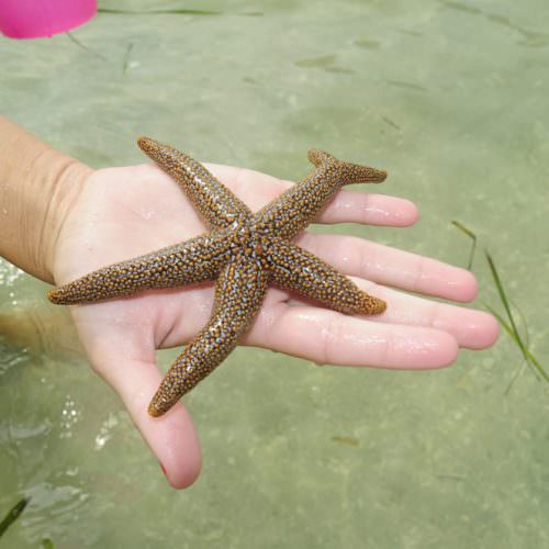 sea_star