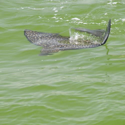 wildlife_ray